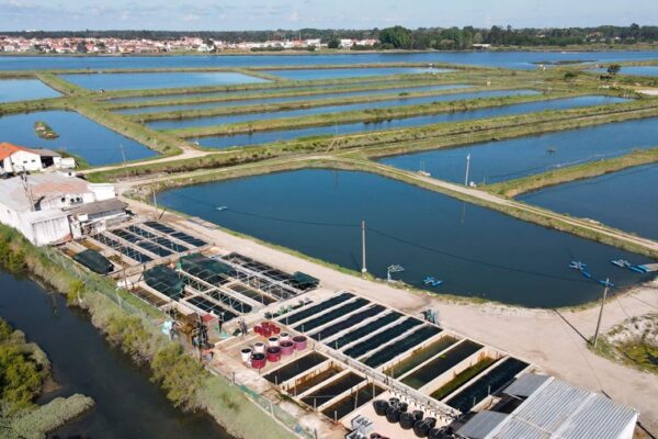 Produção biológica de algas é candidata a Prémio europeu de sustentabilidade